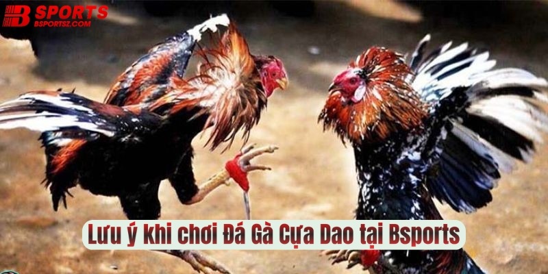 Những lưu ý khi chơi Đá Gà Cựa Dao tại Bsports