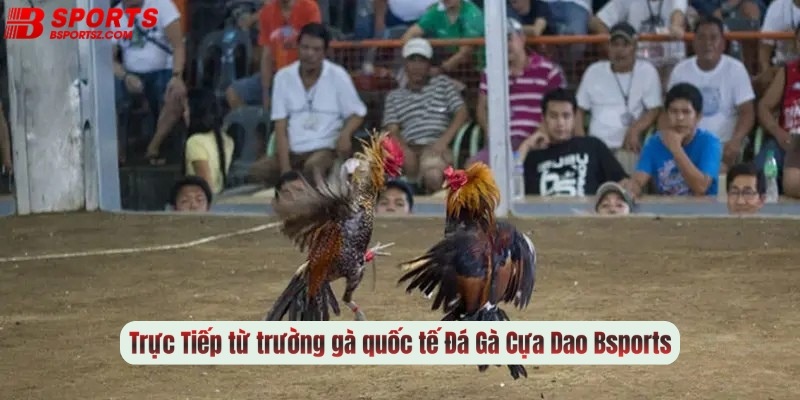 Trực Tiếp từ trường gà quốc tế Đá Gà Cựa Dao Bsports